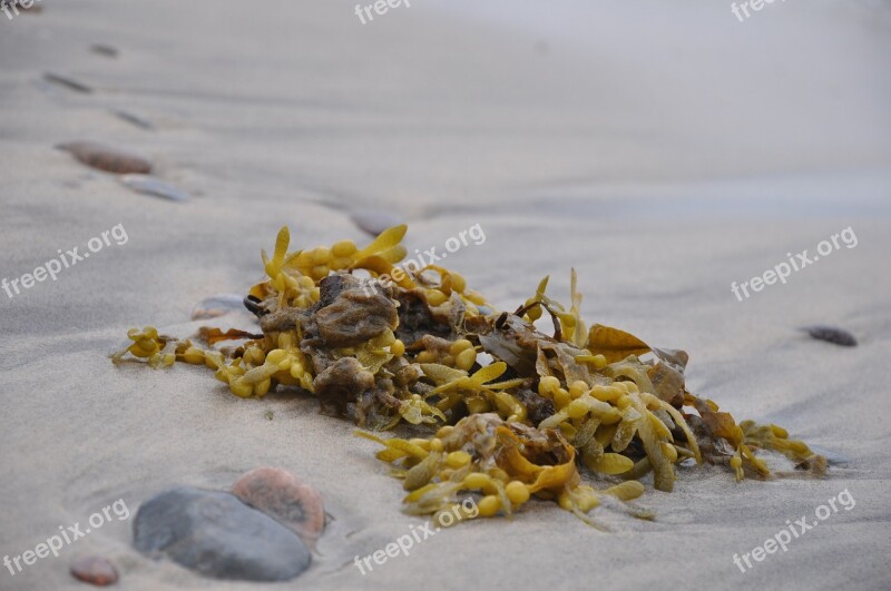 Fucus Glon Beach Sea Brunatnice