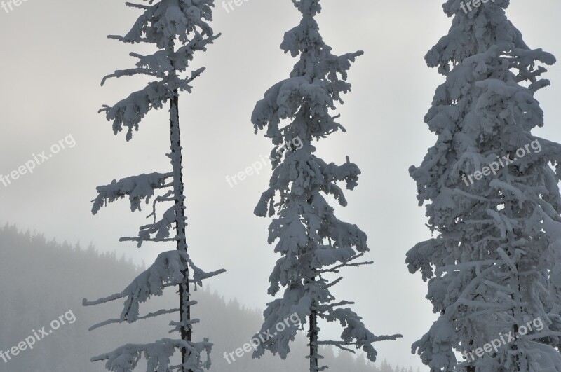 Winter Snow Mountains Spruce Tree