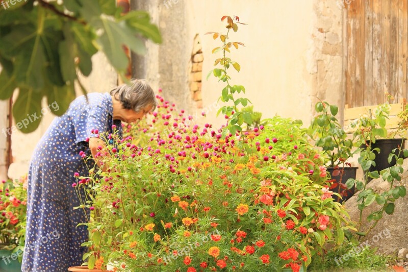 Sea Of Flowers Old Lady Garden Plants Flowers Flower Fullness