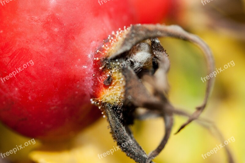 Rose Hip Rosa Canina Fruit Red Wild Rose