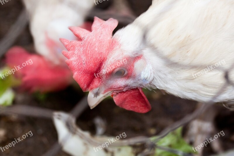 Chicken Poultry Farm Animals Animal