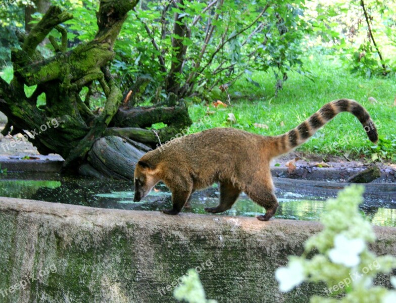 Raccoon Animal Fur Brown Furry