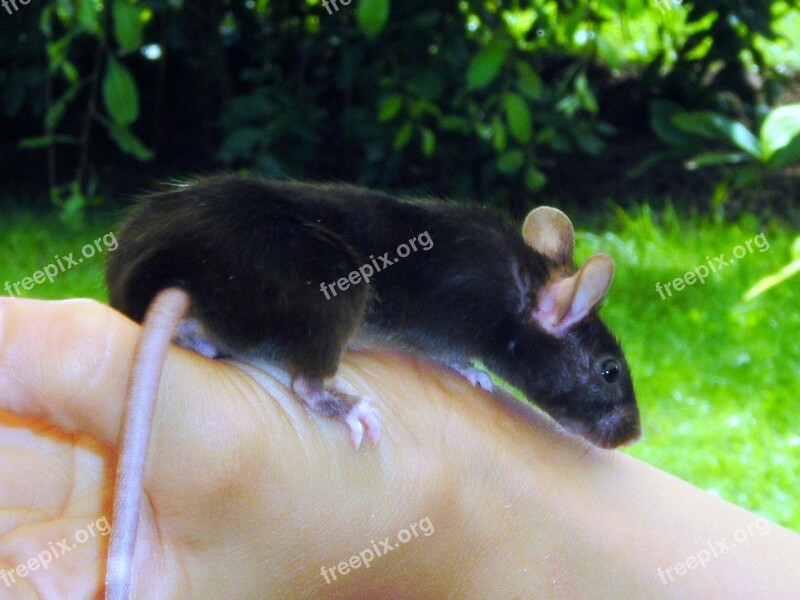 Mouse Color Mouse Animal Mammal Rodent