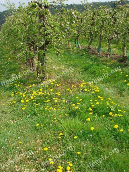 Apple Blossom Apple Tree Blossom Bloom White