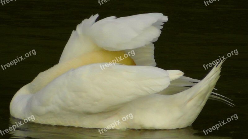 Swan Swans Water Waters Gooseneck