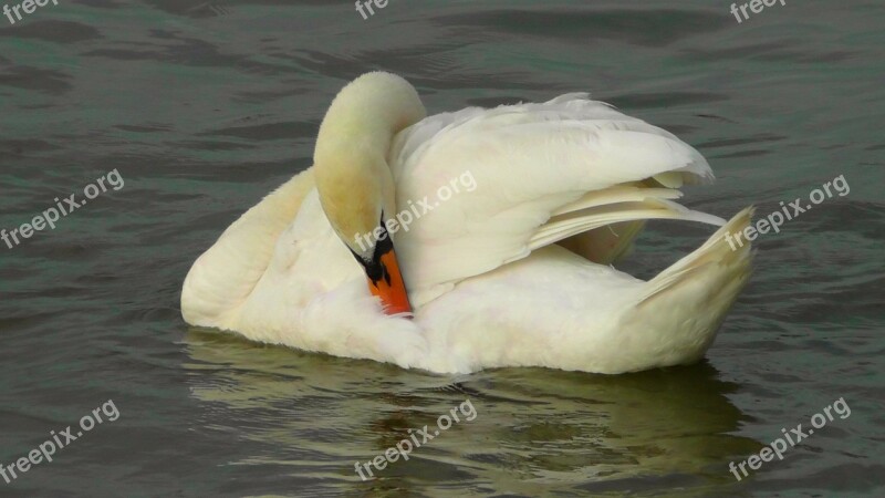 Swan Bird Water Bird Weis Animal