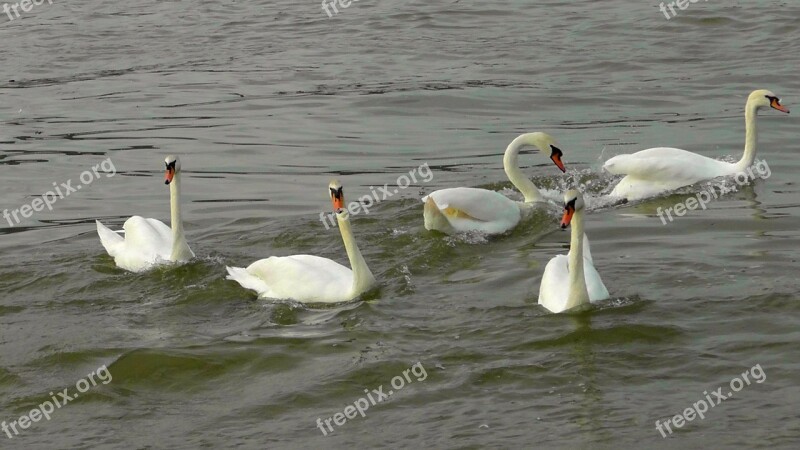 Swan Dance Swans Swan Ballet Waterfowl Water Bird