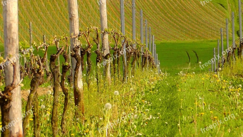 Vines Vineyard Grapevine Winegrowing Rebstock