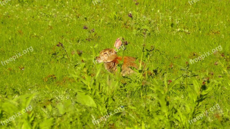 Hare Long Ear Rabbit Animal Sweet Nature