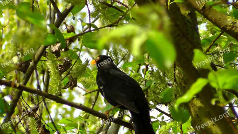 Blackbird Songbird Nature Bird Bill