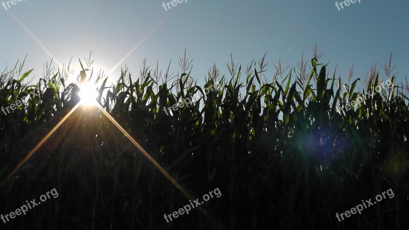 Sunset Landscape Nature Cornfield Corn