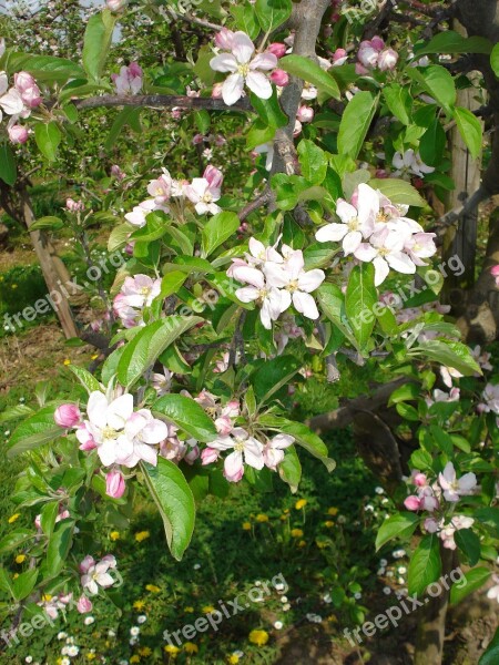 Apple Blossom Apple Tree Blossom Bloom White