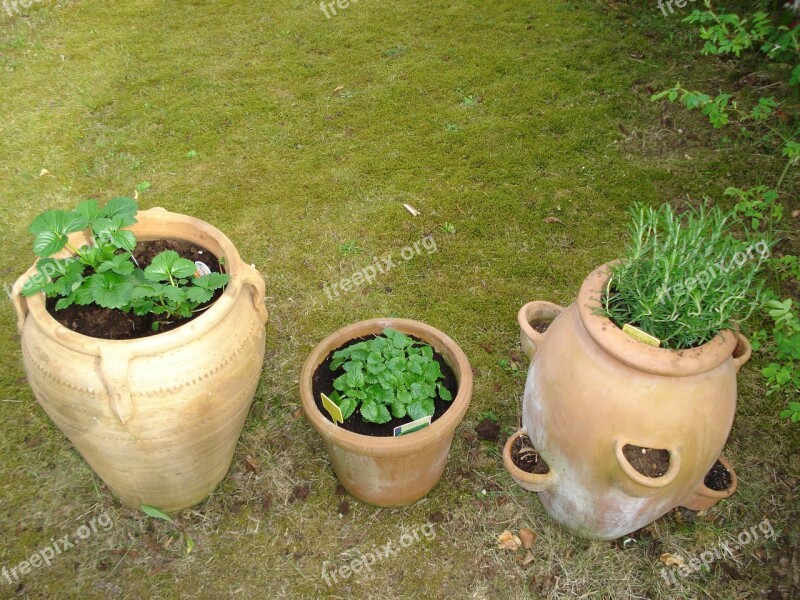 Herbs Healthy Pots Mediterranean Rosemary