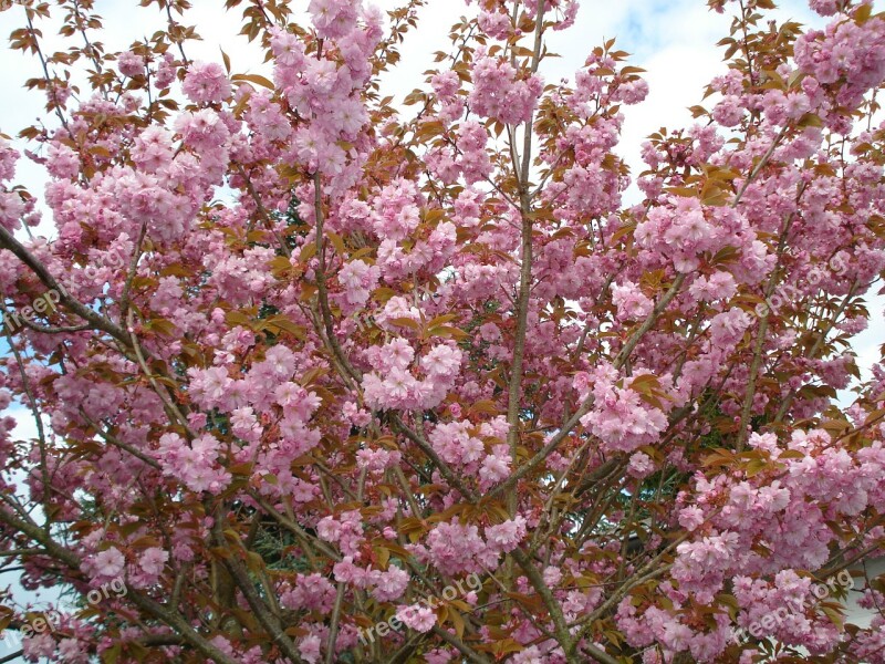 Flowers Blossom Bloom Pink Flowering Stems