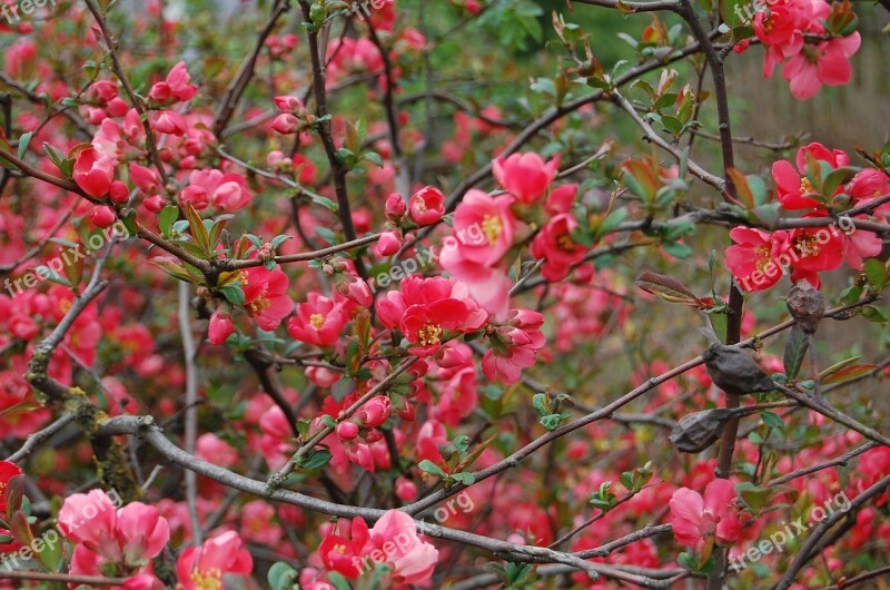 Flower Quince Blossom Bloom Pink Flower