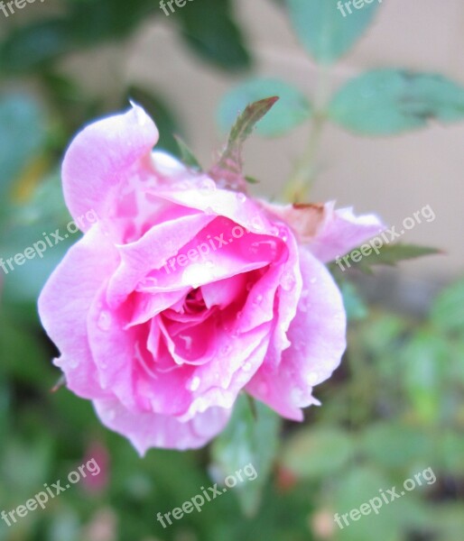 Pink Rose Pink Rose Flower Flora