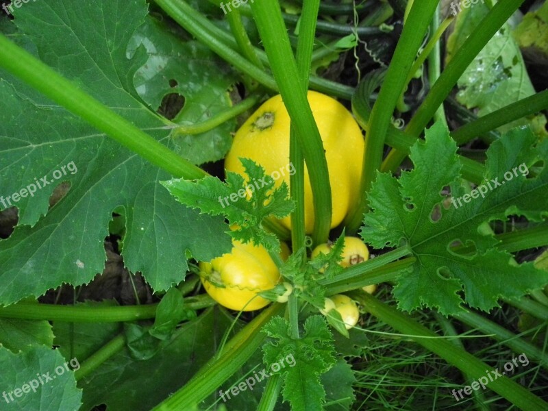 Zucchini Garden Vegetables Yellow Free Photos