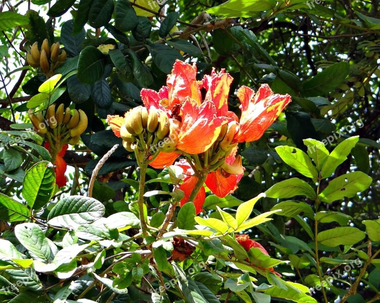 African Tulip Fountain Tree Rudrapalash Spathodea Campanulata Bignoniaceae