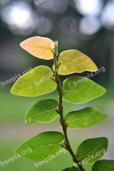 Leaves Vines Dry Area Plants Plants On Wall Nature