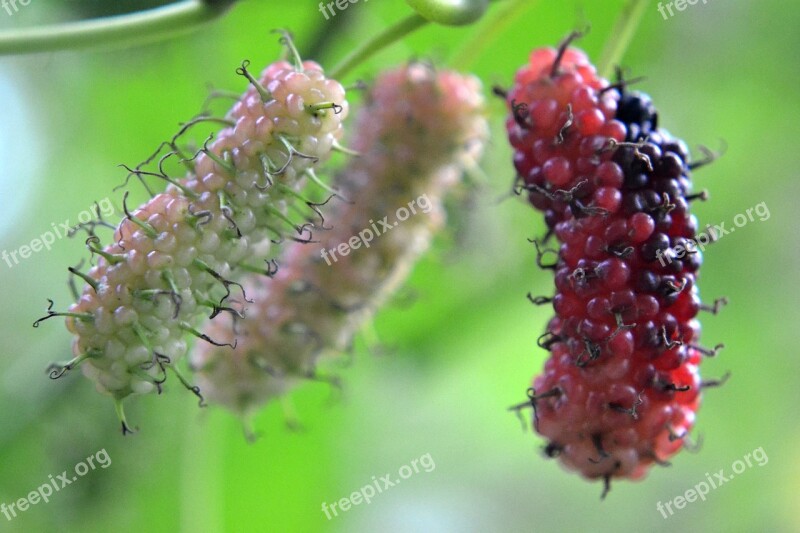 Kambilimass Berries Fruit Red Fruit Mawanella