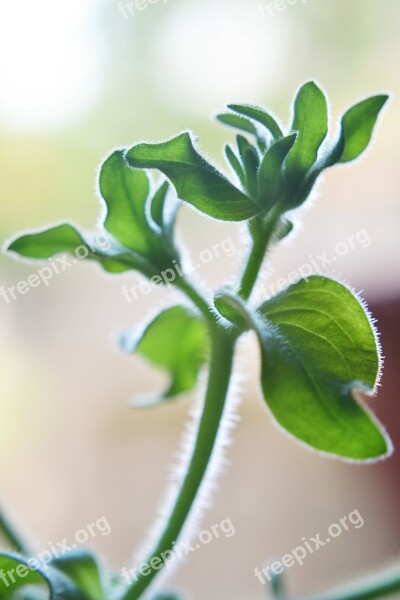 Leaves Back Lit Nature Plant Young Plant