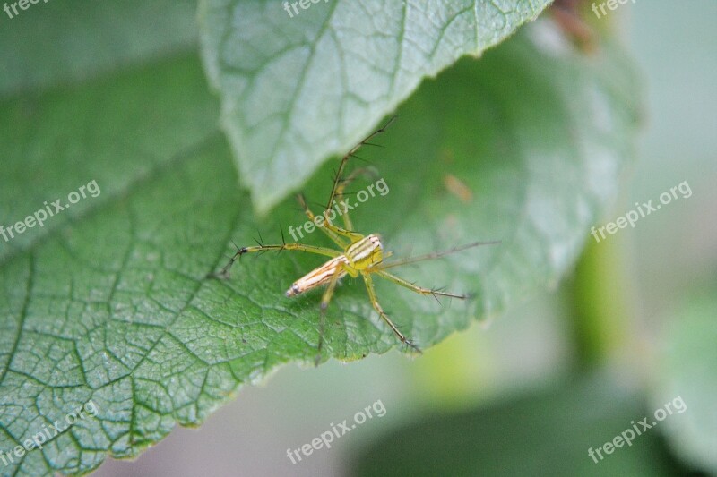 Spider Tiny Spider Nature Animal Insect