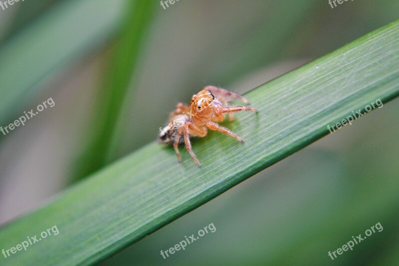 Tiny Spider Spider Innocent Innocent Spider Sri Lanka