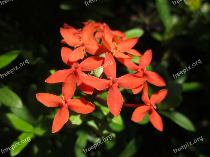 Plant Flower Grass Leaves Flowers