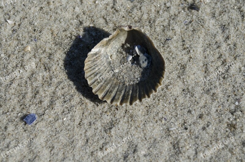 Shell Seashell Clam Ocean Sand