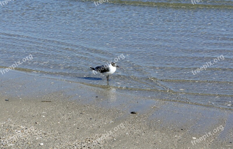 Seagull Bird Ocean Water Lonely