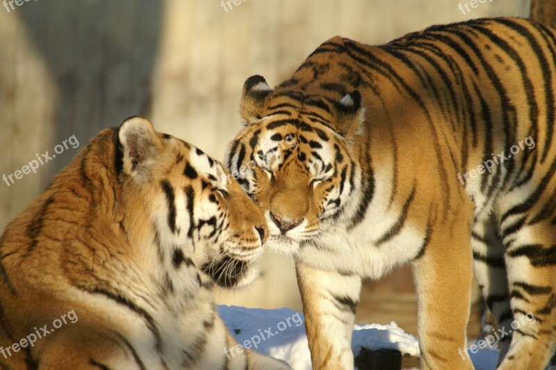 Animals Tiger Big Cat Zoo Free Photos