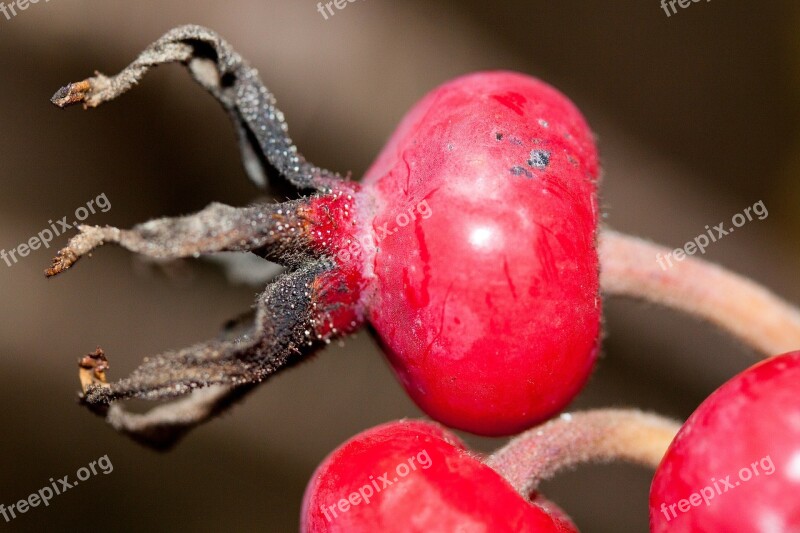 Rose Hip Rosa Canina Fruit Red Wild Rose