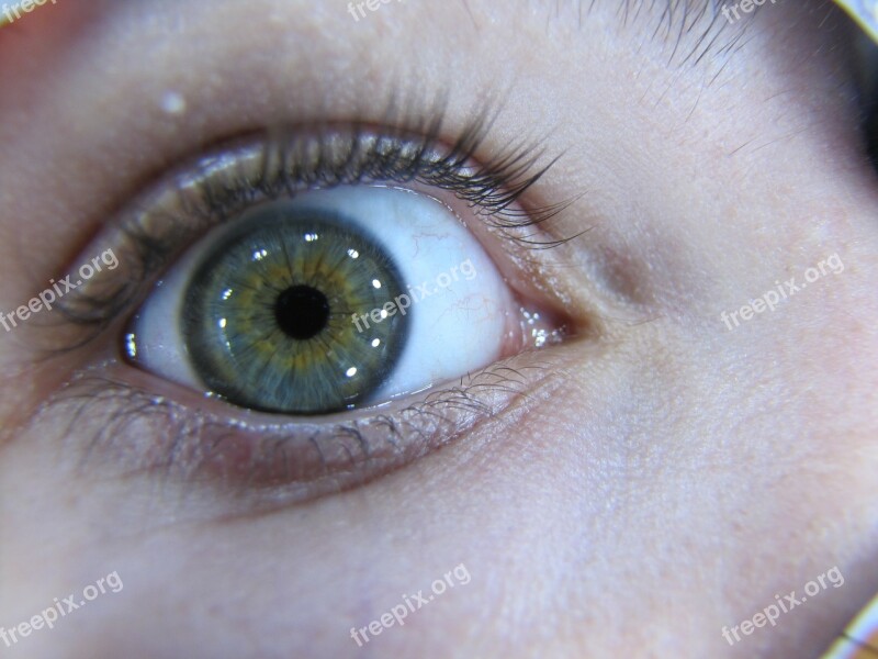 Eye Macro Iris Pupil Free Photos