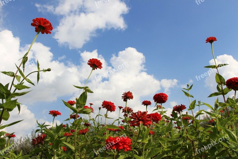 Flowers Red Flowers Flowery Sky Ambition Reaching