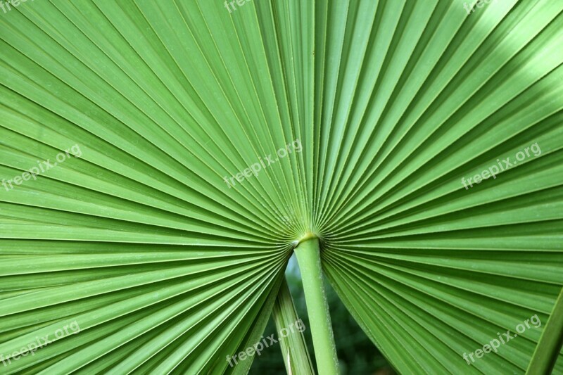 Leaf Tropical Leaf Tropical Plant Palm Palm Leaf