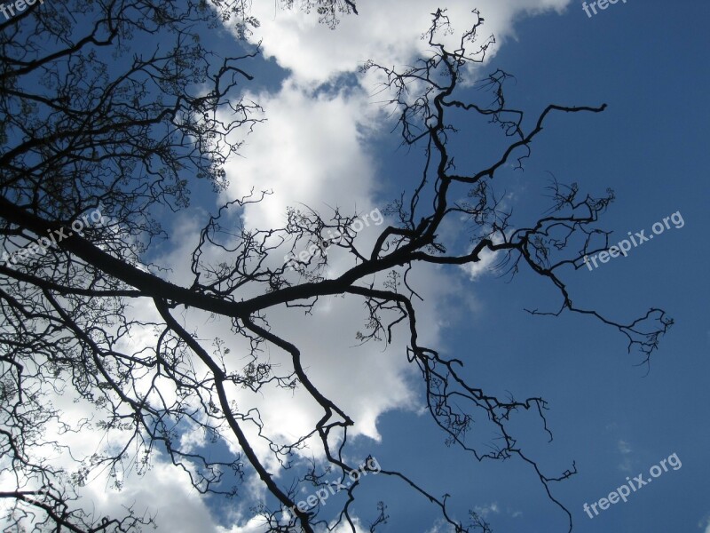 Branches Twigs Bare Shapely Arching