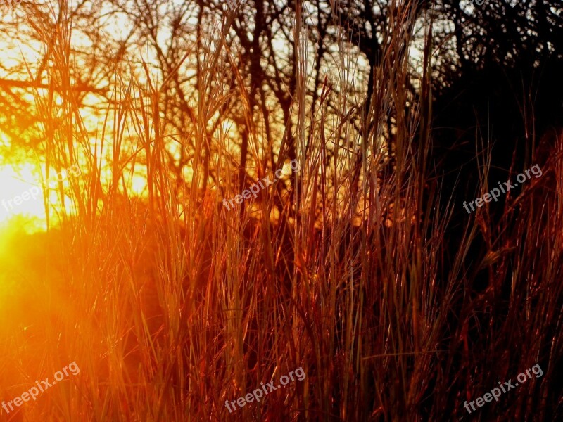 Grass Straw Colored Long Dry Thick