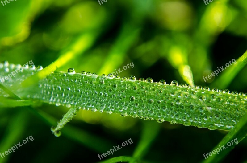 Water Drop Drop Grass Macro Green