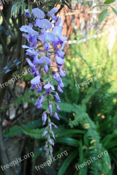 Flower Hanging Blue Rain Light Purple Blue-purple