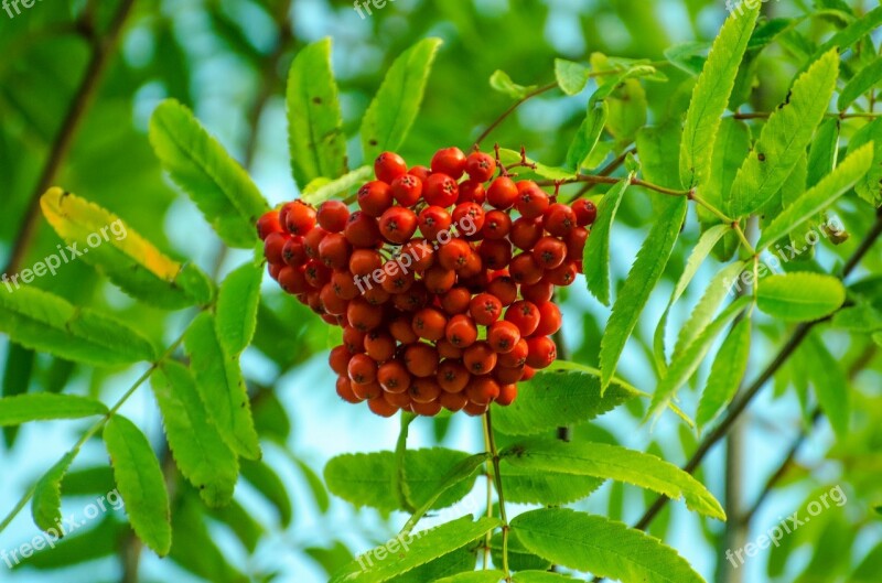 Autumn Berries Berry Branch Bush