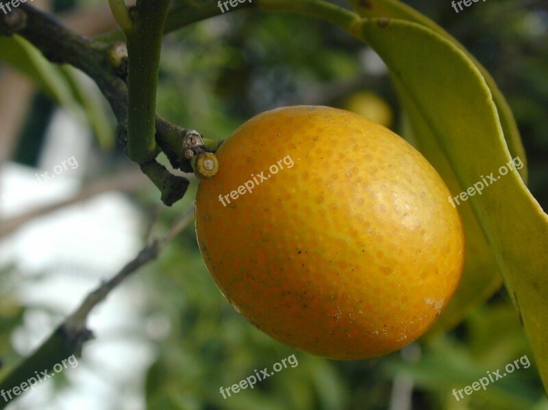 Chinese Mandarin Mandarin Orange Mandarin Citrus Fruit Fruit