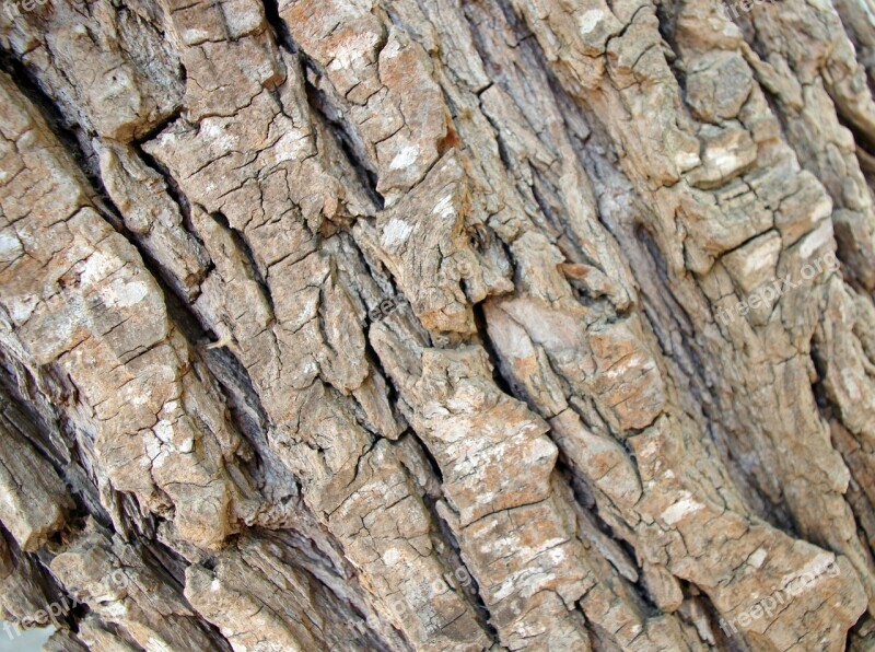 Background Texture Rough Tree Bark