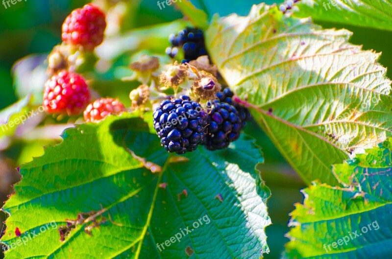 Blackberry Bush Plant Berry Fruit Fruit