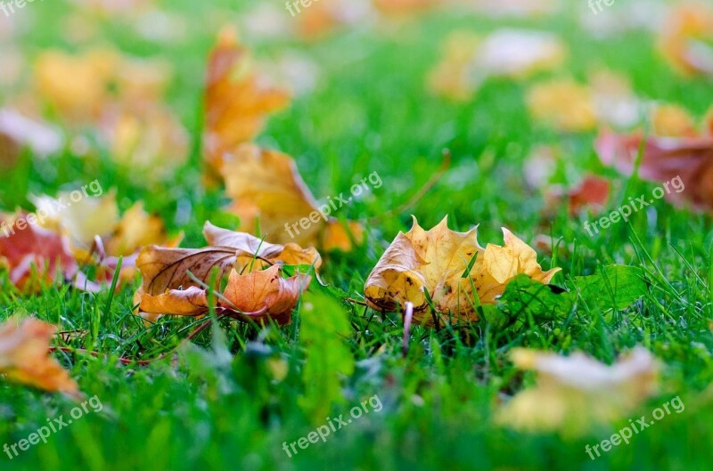 Leaves Autumn Autumnal Tree Natural