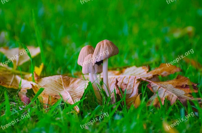 Mushrooms Grass Seasons Autumn Fungus