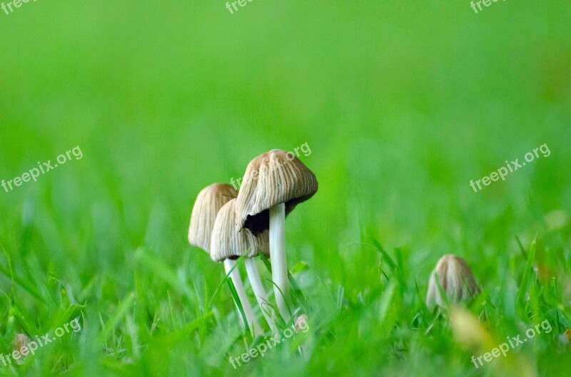 Mushrooms Grass Seasons Autumn Fungus