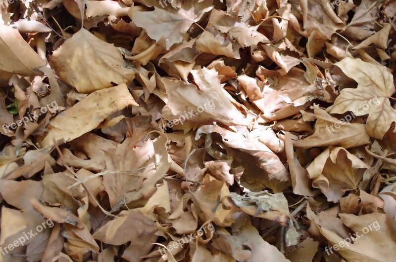 Dry Leaves Background Fall Autumn