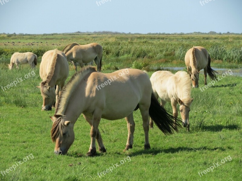 Horse Pasture Denmark Skjern Summer