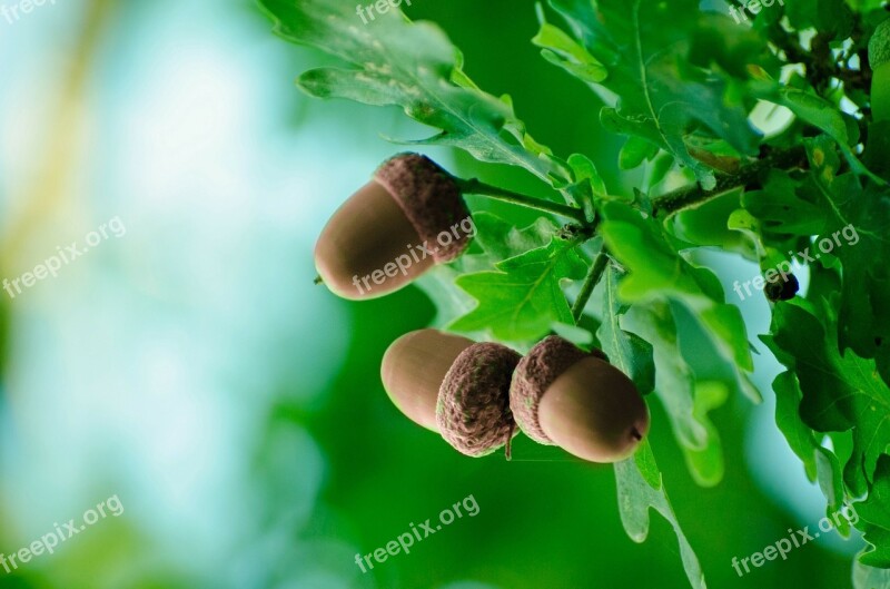 Acorn Autumn Autumnal Background Beautiful