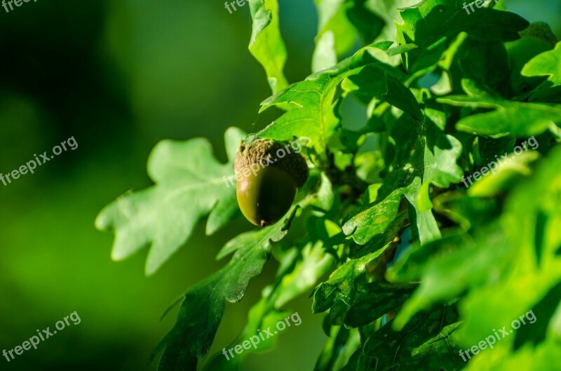 Acorn Autumn Autumnal Background Nature